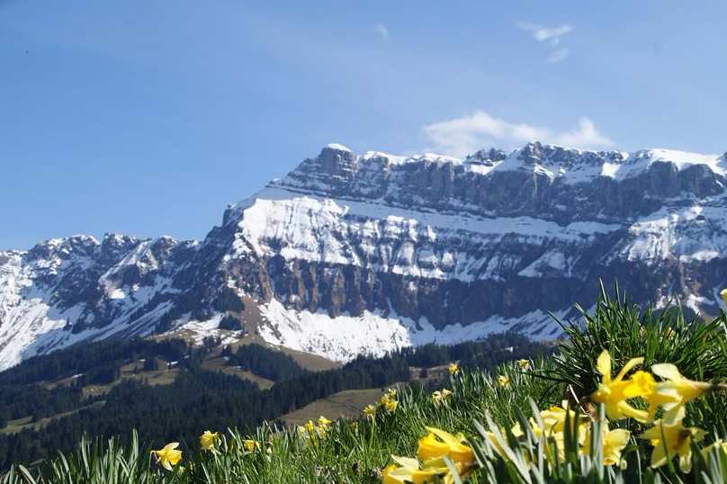 Gasthof Rosegg Berglandschaft mit Blumenwiese